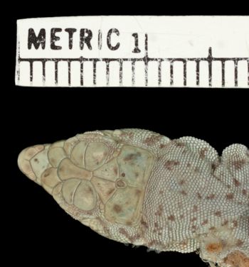 Media type: image;   Herpetology R-22189 Aspect: head dorsal